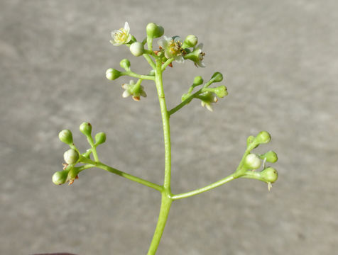 Image of Camphor laurel