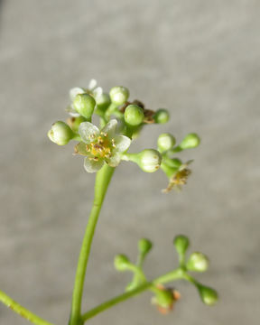 Imagem de Cinnamomum camphora (L.) J. Presl