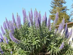 Imagem de Echium candicans L. fil.