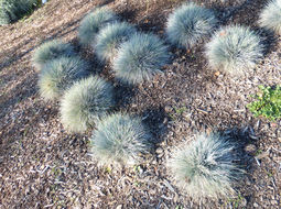 Слика од Festuca glauca Vill.