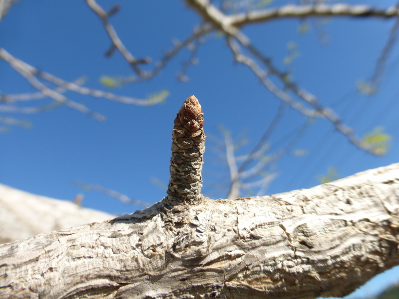 Image of Ginkgo