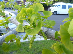 Image of Ginkgo