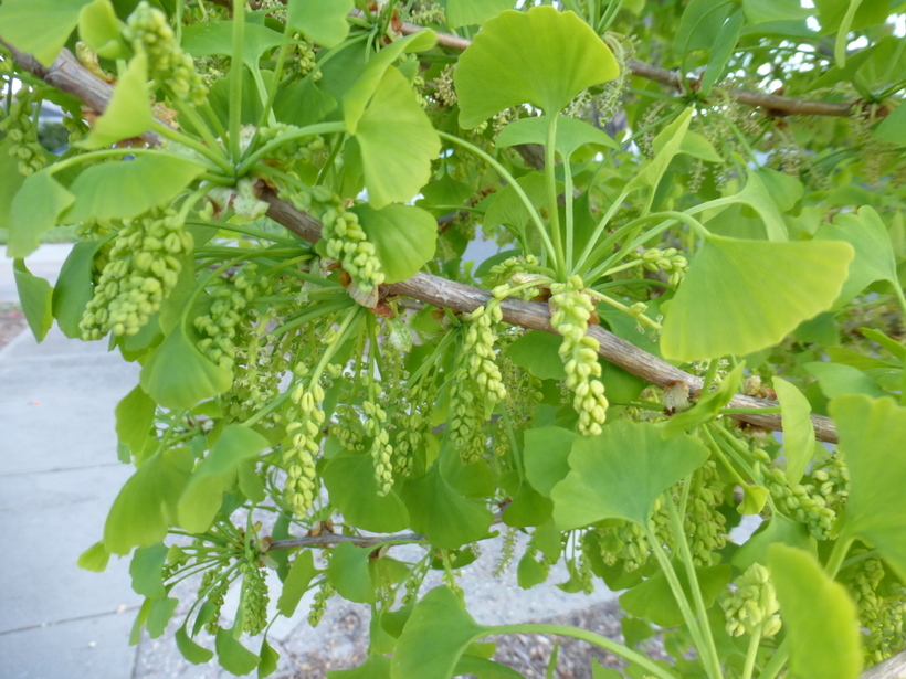 Image of Ginkgo