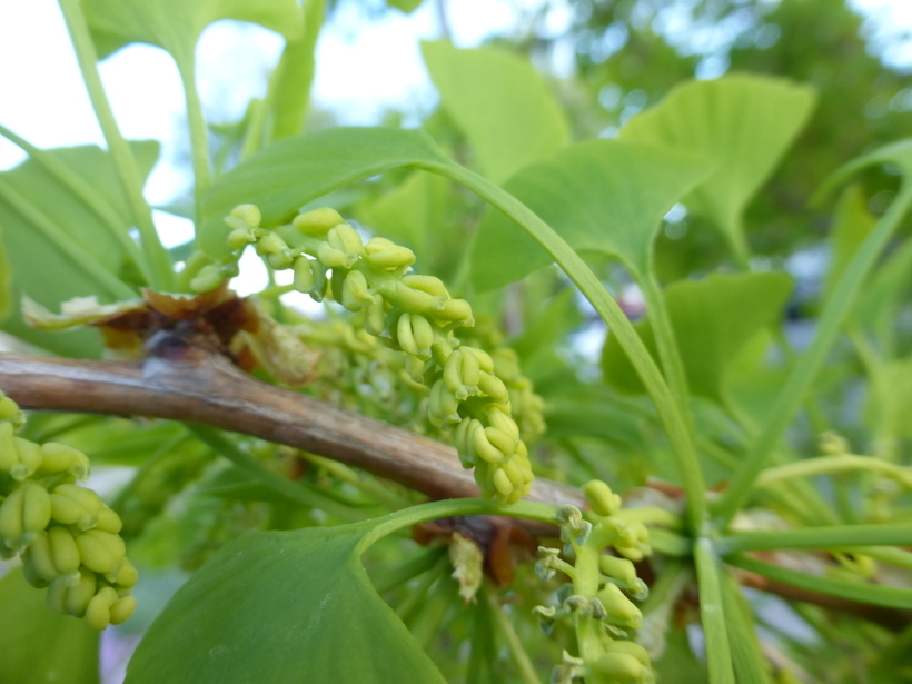 Image of Ginkgo