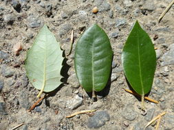 Image of canyon live oak