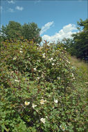 Image of Field-rose