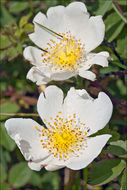 Image of Field-rose