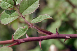 Image of Field-rose