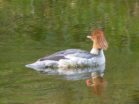 Image of Common Merganser