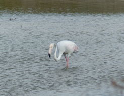 Imagem de Phoenicopterus roseus Pallas 1811