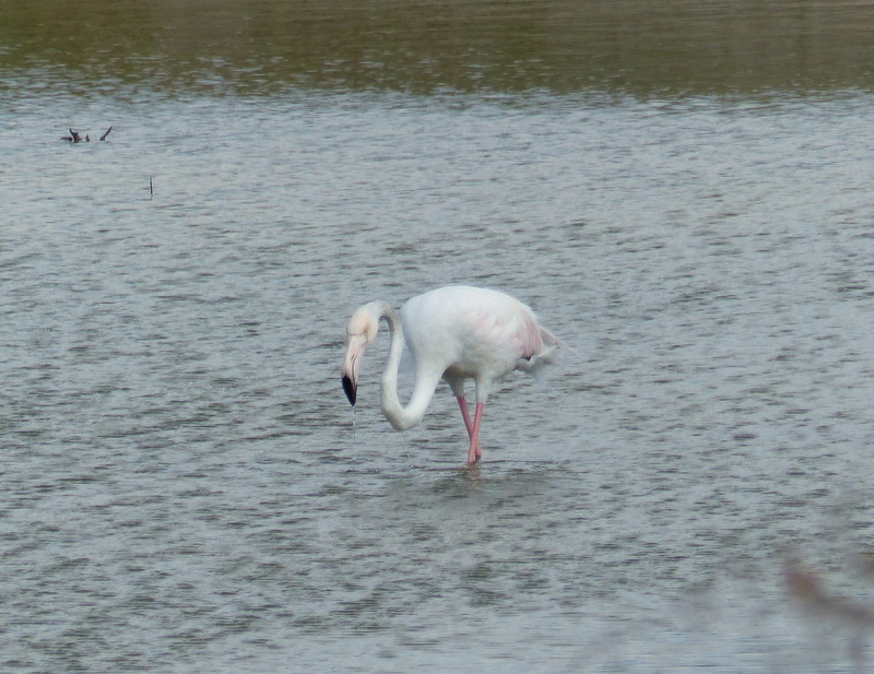 Imagem de Phoenicopterus roseus Pallas 1811