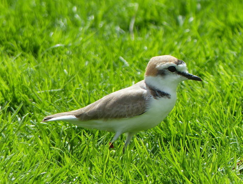 Image of Kentish Plover