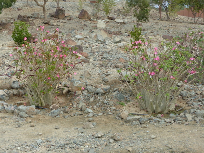 Image of <i>Adenium multiflorum</i>