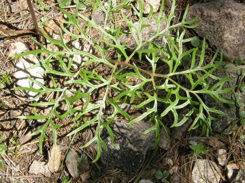 Image of desert Indianbush