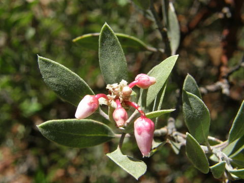 Image of pointleaf manzanita