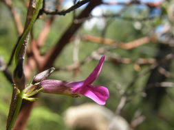 Image of Mexican cologania