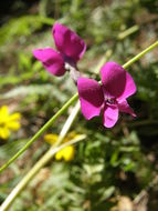 Image of Mexican cologania