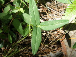 Image of Mexican cologania