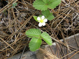 Image of woodland strawberry