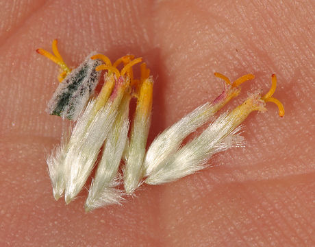 Plancia ëd Psathyrotes ramosissima (Torr.) A. Gray