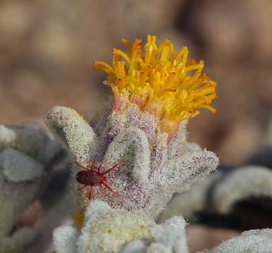 Plancia ëd Psathyrotes ramosissima (Torr.) A. Gray