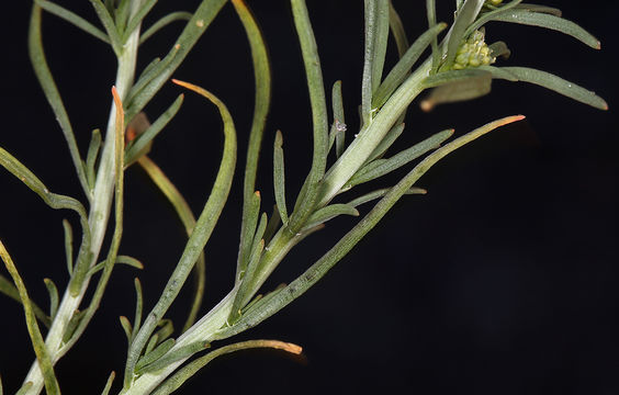 Слика од Oligomeris linifolia (Vahl ex Hornem.) Macbr.