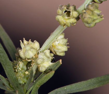 Image of lineleaf whitepuff