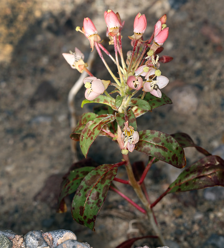 Imagem de Eremothera boothii subsp. condensata (Munz) W. L. Wagner & Hoch