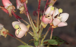 Imagem de Eremothera boothii subsp. condensata (Munz) W. L. Wagner & Hoch