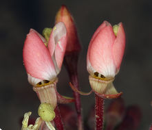 Imagem de Eremothera boothii subsp. condensata (Munz) W. L. Wagner & Hoch