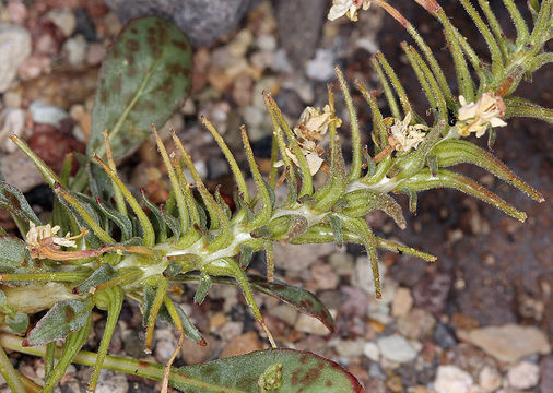 Eremothera boothii subsp. condensata (Munz) W. L. Wagner & Hoch的圖片