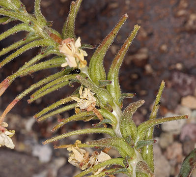 Eremothera boothii subsp. condensata (Munz) W. L. Wagner & Hoch的圖片