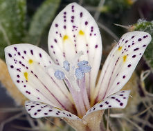 Image of Great Basin langloisia