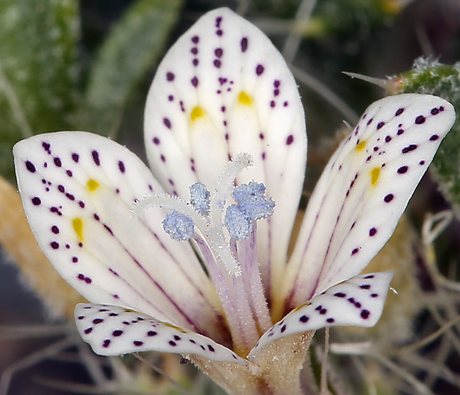 Image of Great Basin langloisia