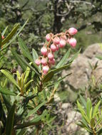 Image of Comarostaphylis polifolia (Kunth) Zuccarini ex Klotzsch