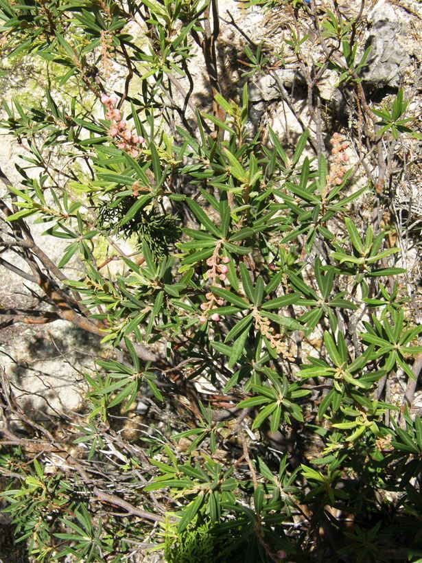 Image of Comarostaphylis polifolia (Kunth) Zuccarini ex Klotzsch