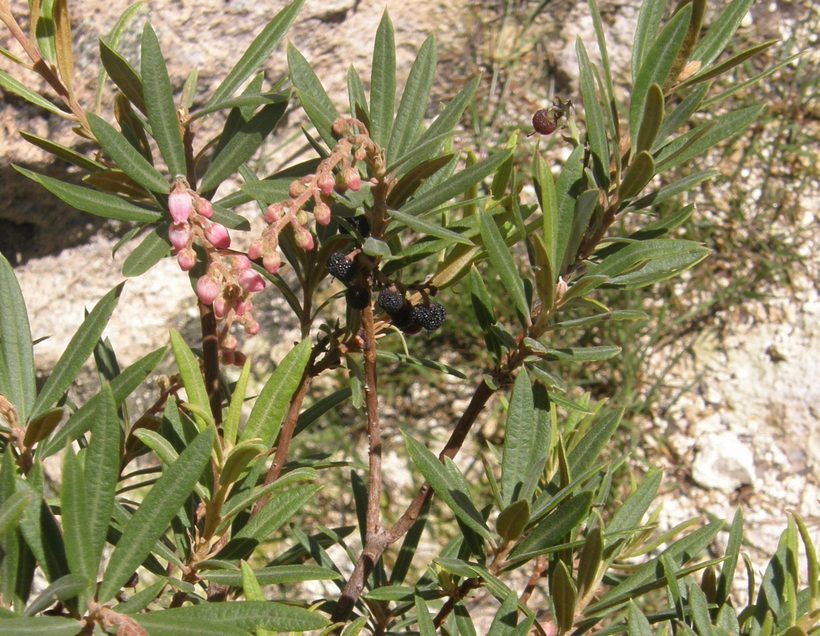 Image of Comarostaphylis polifolia (Kunth) Zuccarini ex Klotzsch