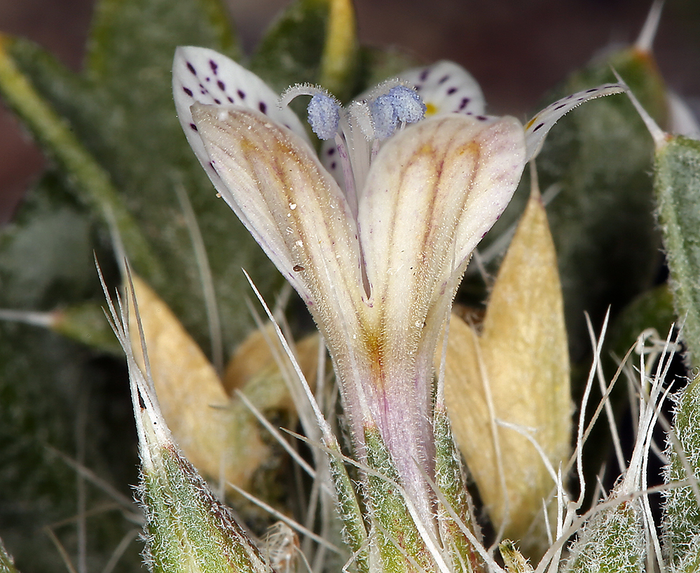 Image of Great Basin langloisia