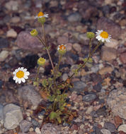 Image of Emory's rockdaisy