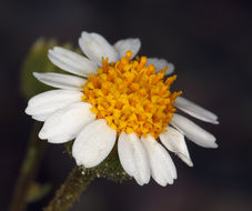 Image of Emory's rockdaisy