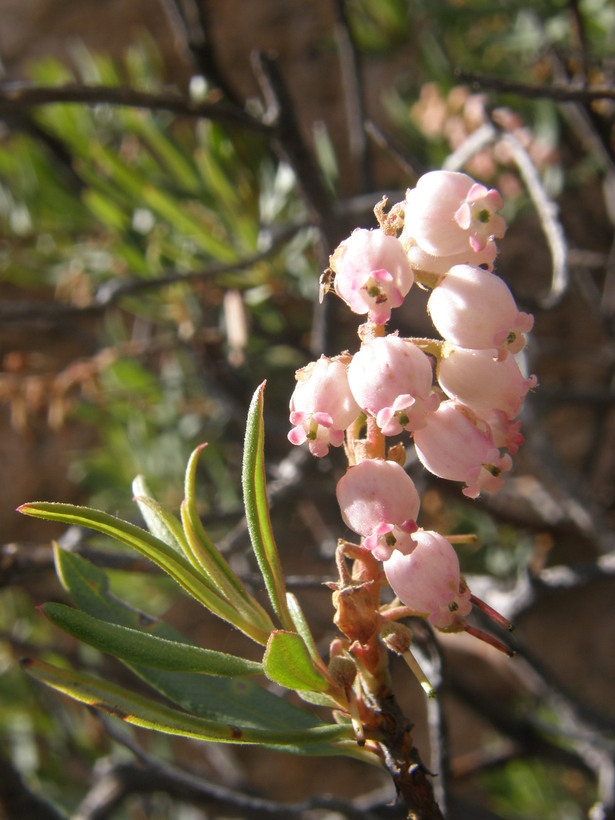 Image of Comarostaphylis polifolia (Kunth) Zuccarini ex Klotzsch