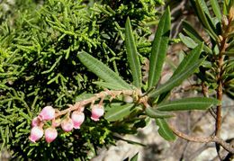 Image of Comarostaphylis polifolia (Kunth) Zuccarini ex Klotzsch