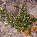 Imagem de Lepidium densiflorum Schrad.