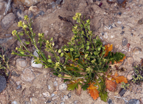 Image of common pepperweed