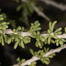 صورة Lycium andersonii A. Gray