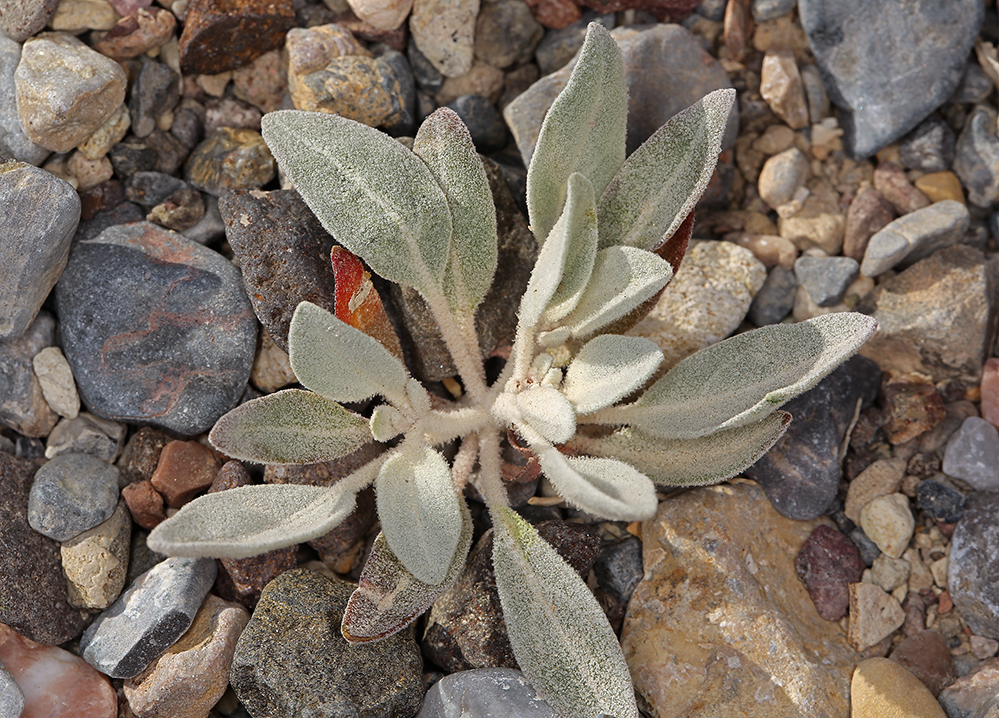 Imagem de Tidestromia suffruticosa var. oblongifolia (S. Wats.) Sánchez del Pino & Flores Olvera