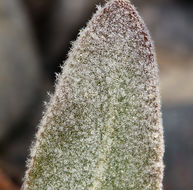 Imagem de Tidestromia suffruticosa var. oblongifolia (S. Wats.) Sánchez del Pino & Flores Olvera