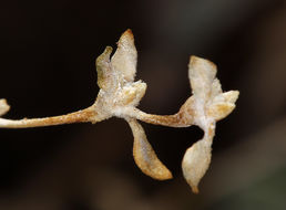 Imagem de Tidestromia suffruticosa var. oblongifolia (S. Wats.) Sánchez del Pino & Flores Olvera