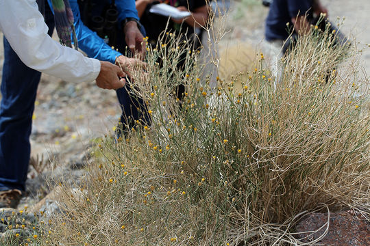 Image de Bebbia juncea var. aspera Greene