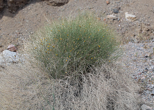 Image of sweetbush